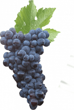 raisin-bordeaux
