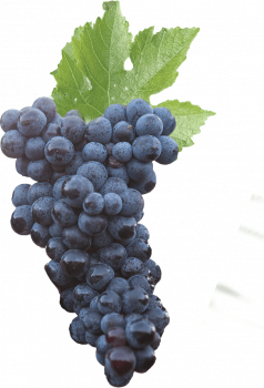 raisin-bordeaux
